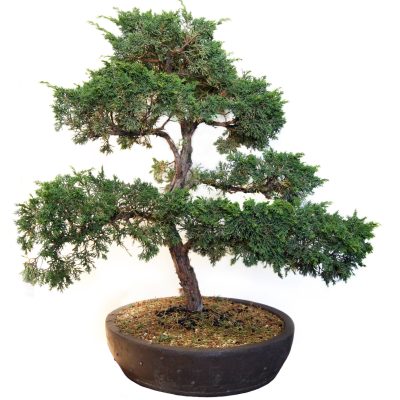 bonsai-tree-2-conifer-scaled