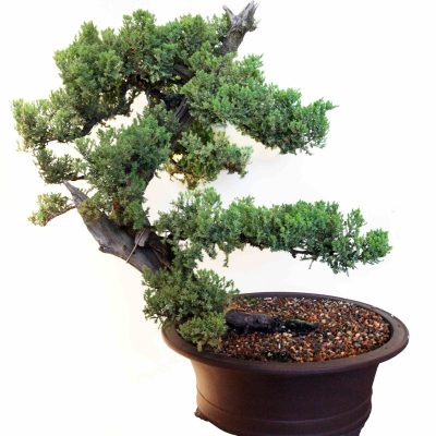 bonsai-tree-3-conifer (1)