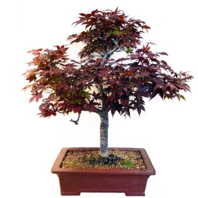 bonsai-tree-4-maple-scaled