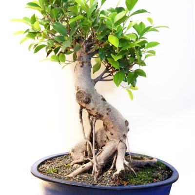 bonsai-tree-5-fig-scaled