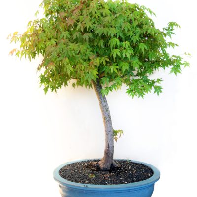 bonsai-tree-6-maple-scaled