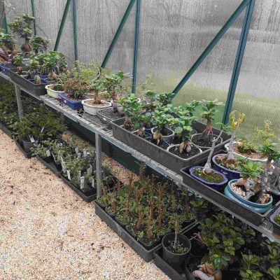 green-house4 (1)