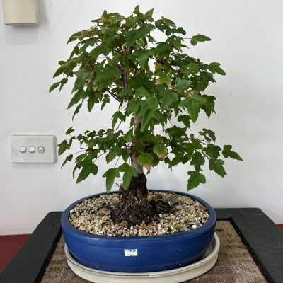 mmexport1710377673866-scaled